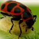 Illustration for article titled Twitching Zombie Ladybugs Make Great Shelters